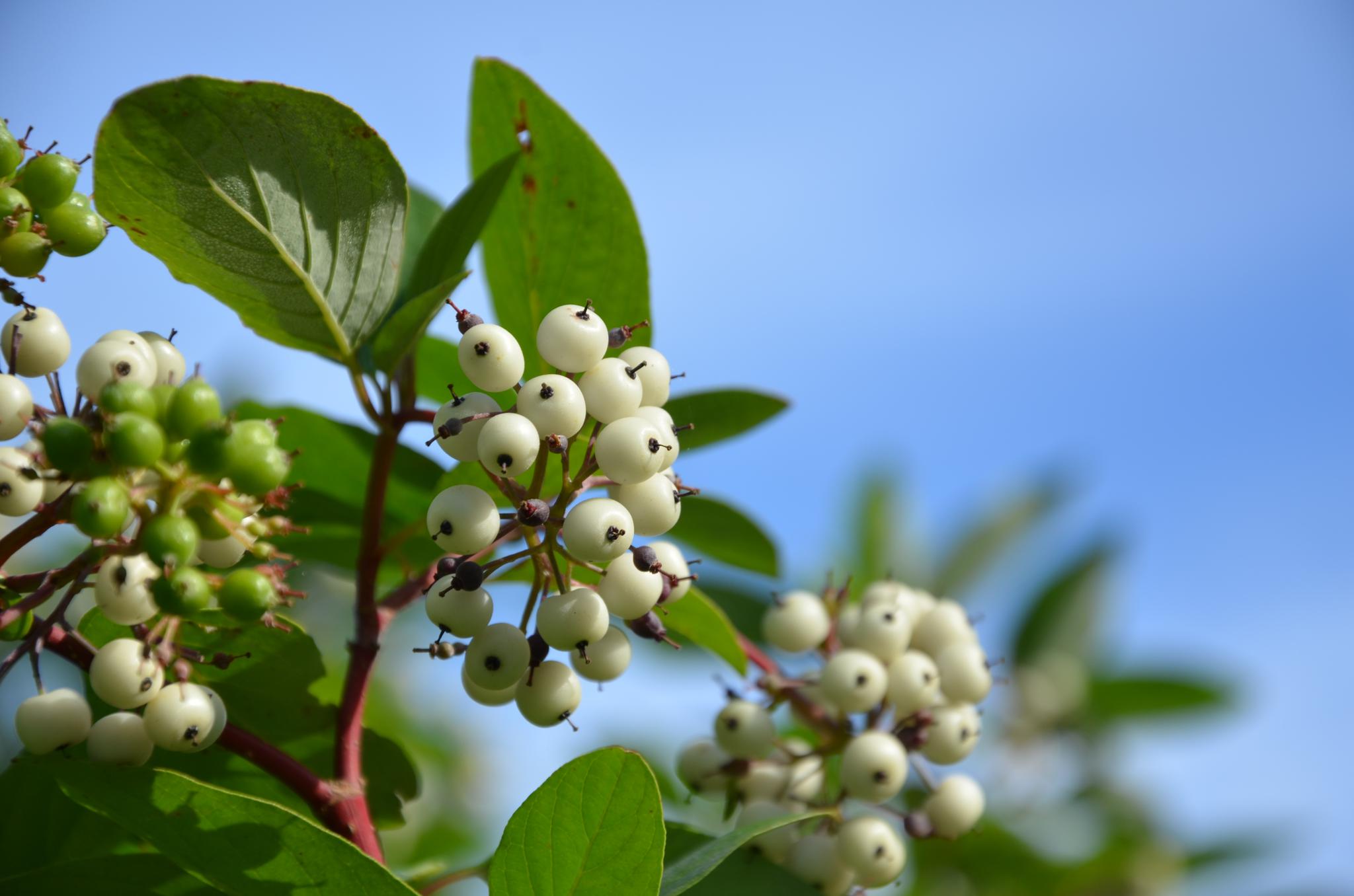 红瑞木的白色果子原创摄影