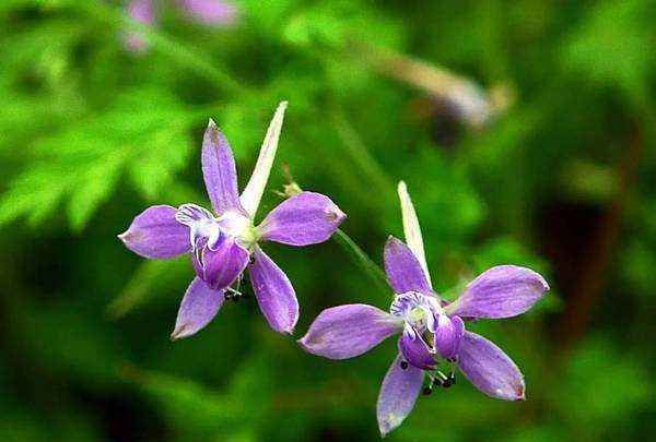 还亮草的花语 自由与正义 它的传说是什么呢