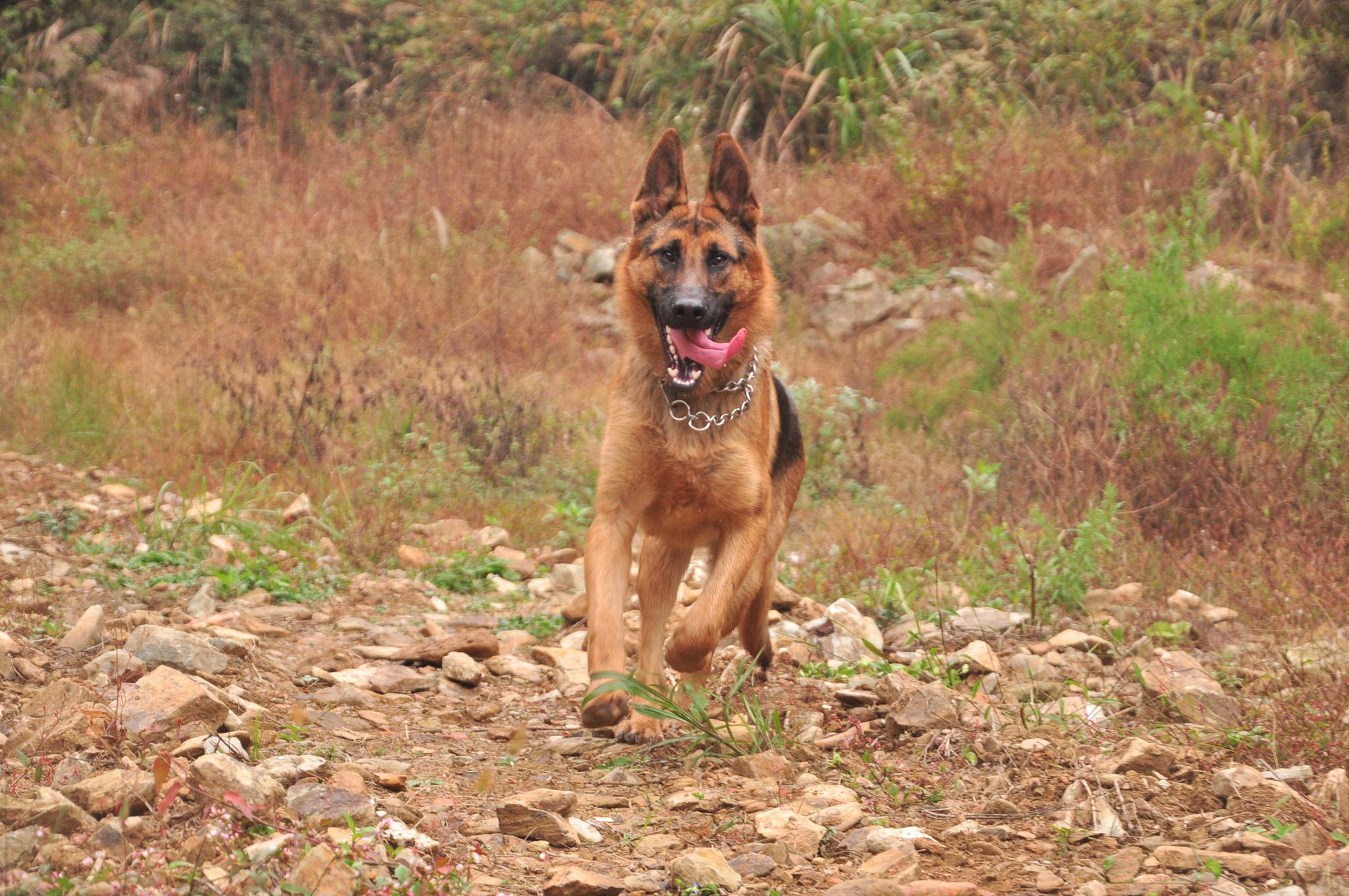 家有德牧和昆明犬怎么养看狗主人训练狗狗的反应力追踪能力