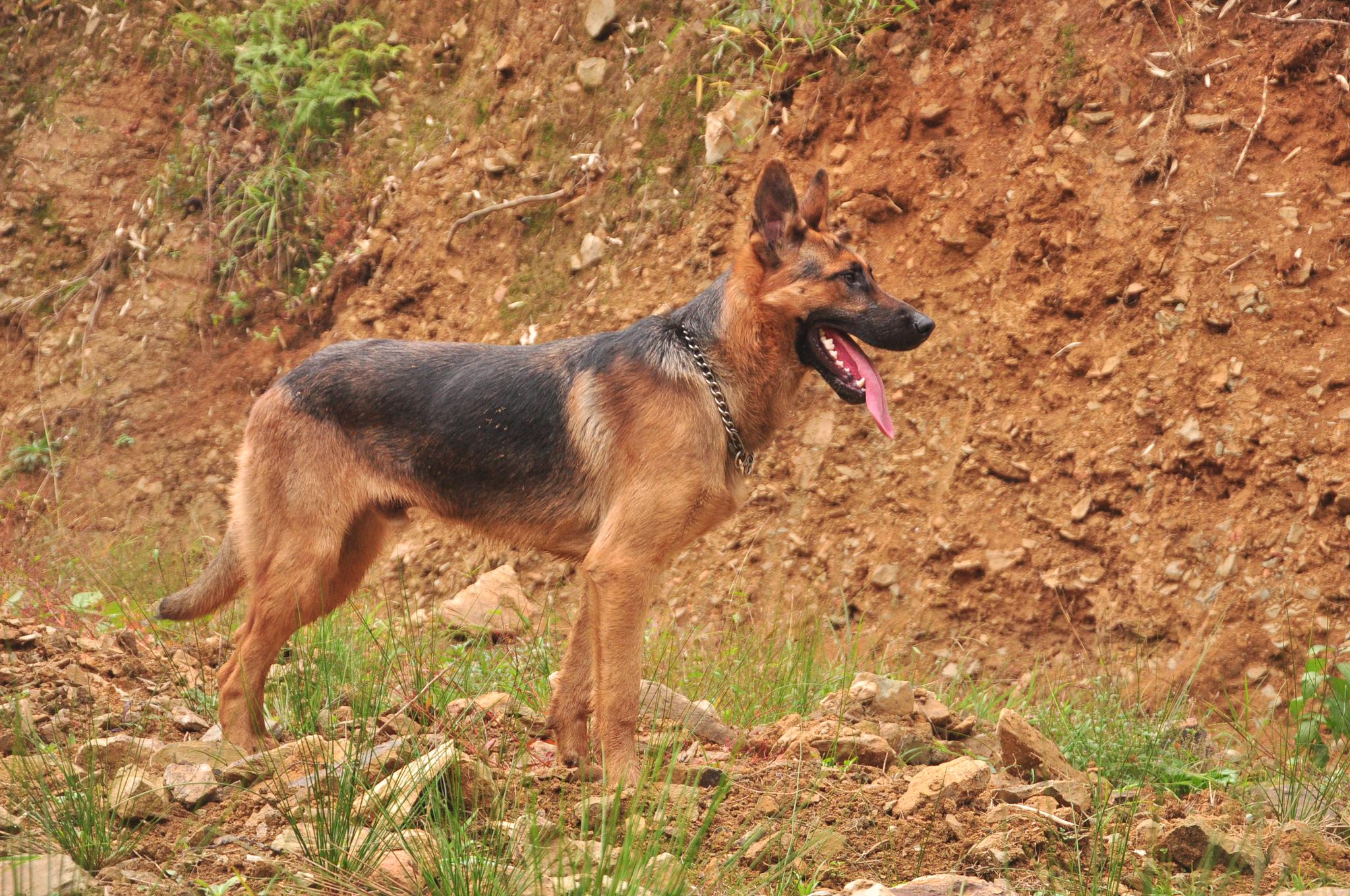 德牧和昆明犬天生就具备护卫搜索能力看狗主人的训狗练习吧