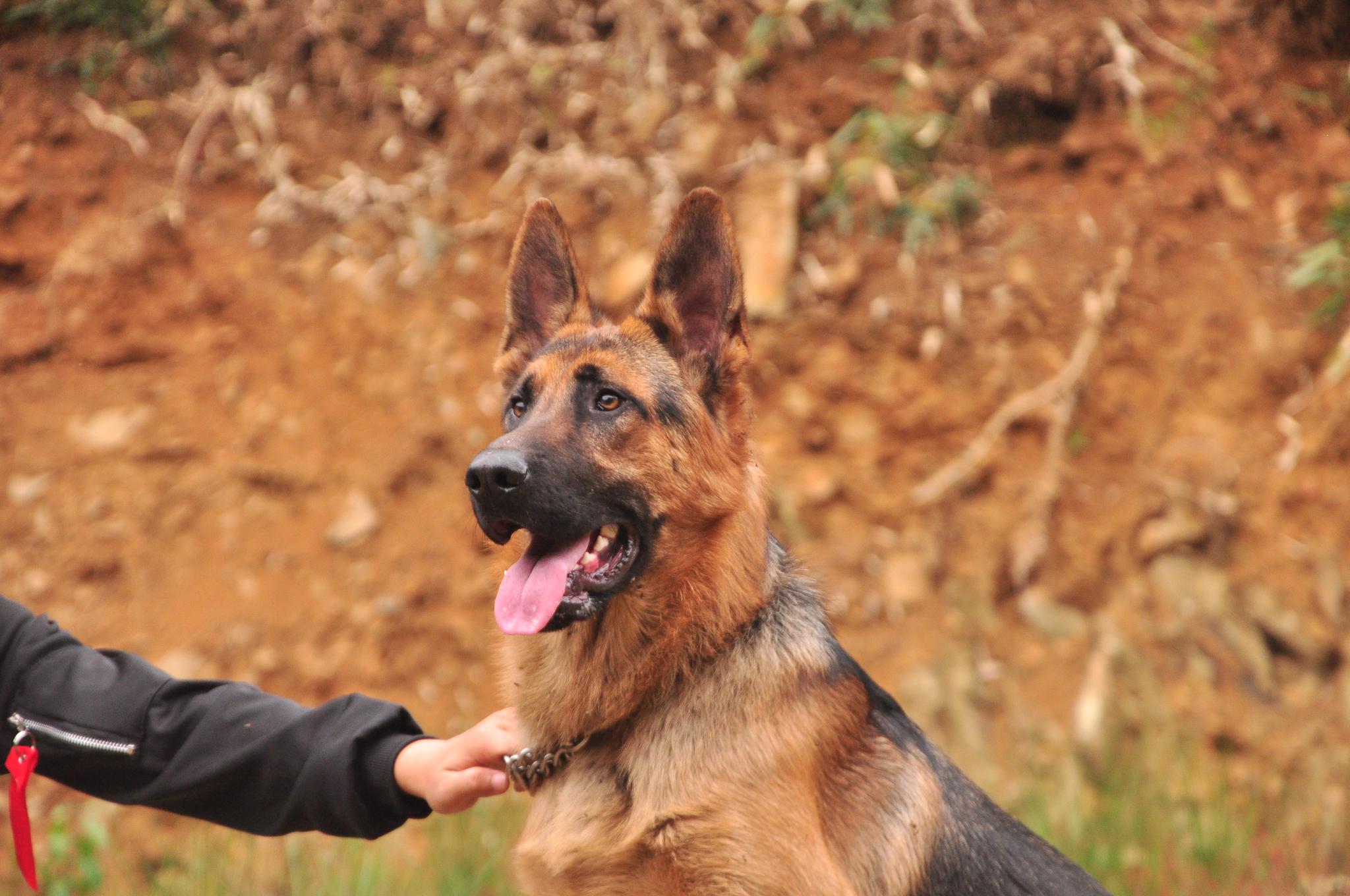 德牧和昆明犬天生就具备护卫搜索能力看狗主人的训狗练习吧