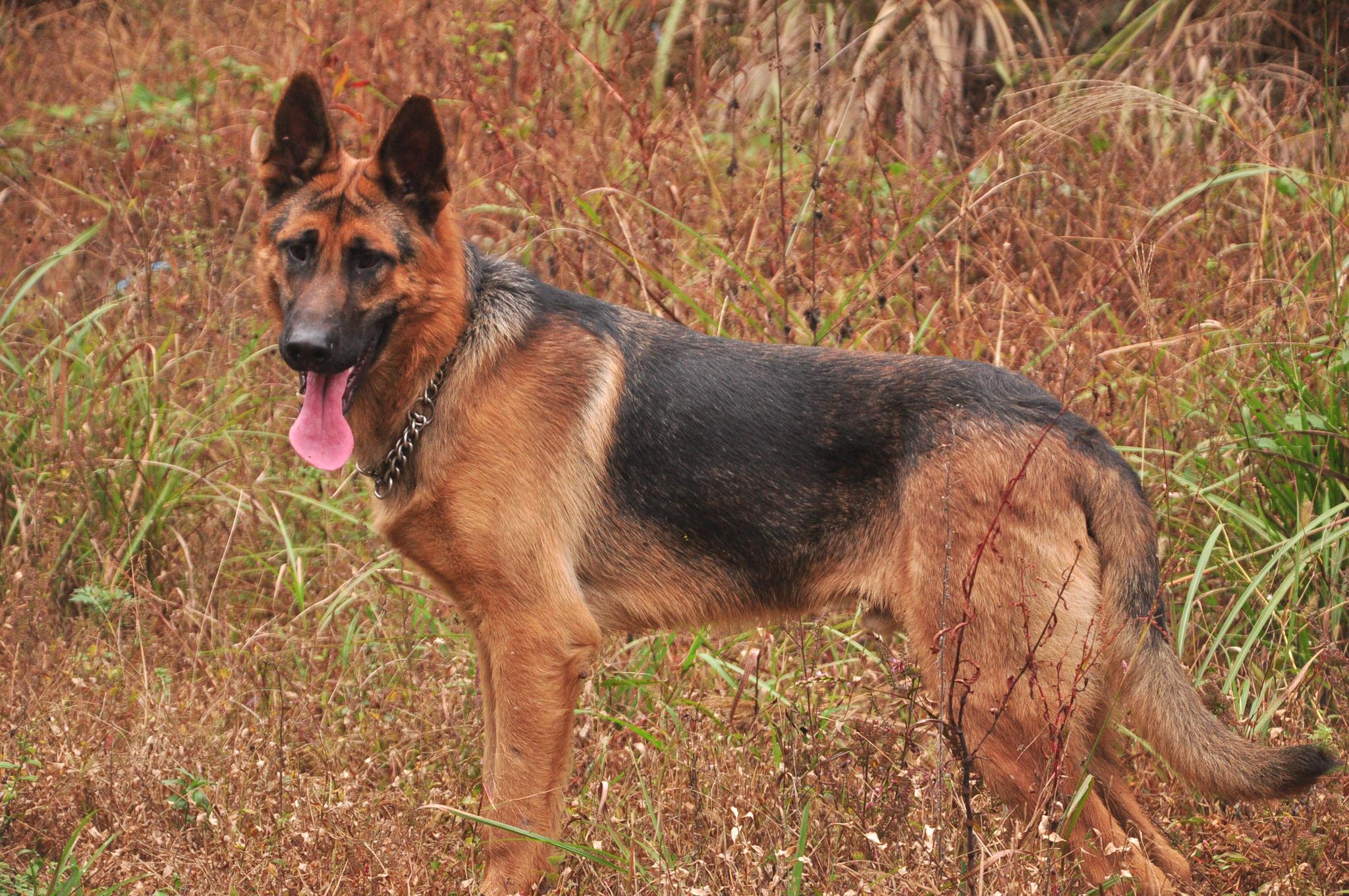 家有德牧和昆明犬怎么养看狗主人训练狗狗的反应力追踪能力