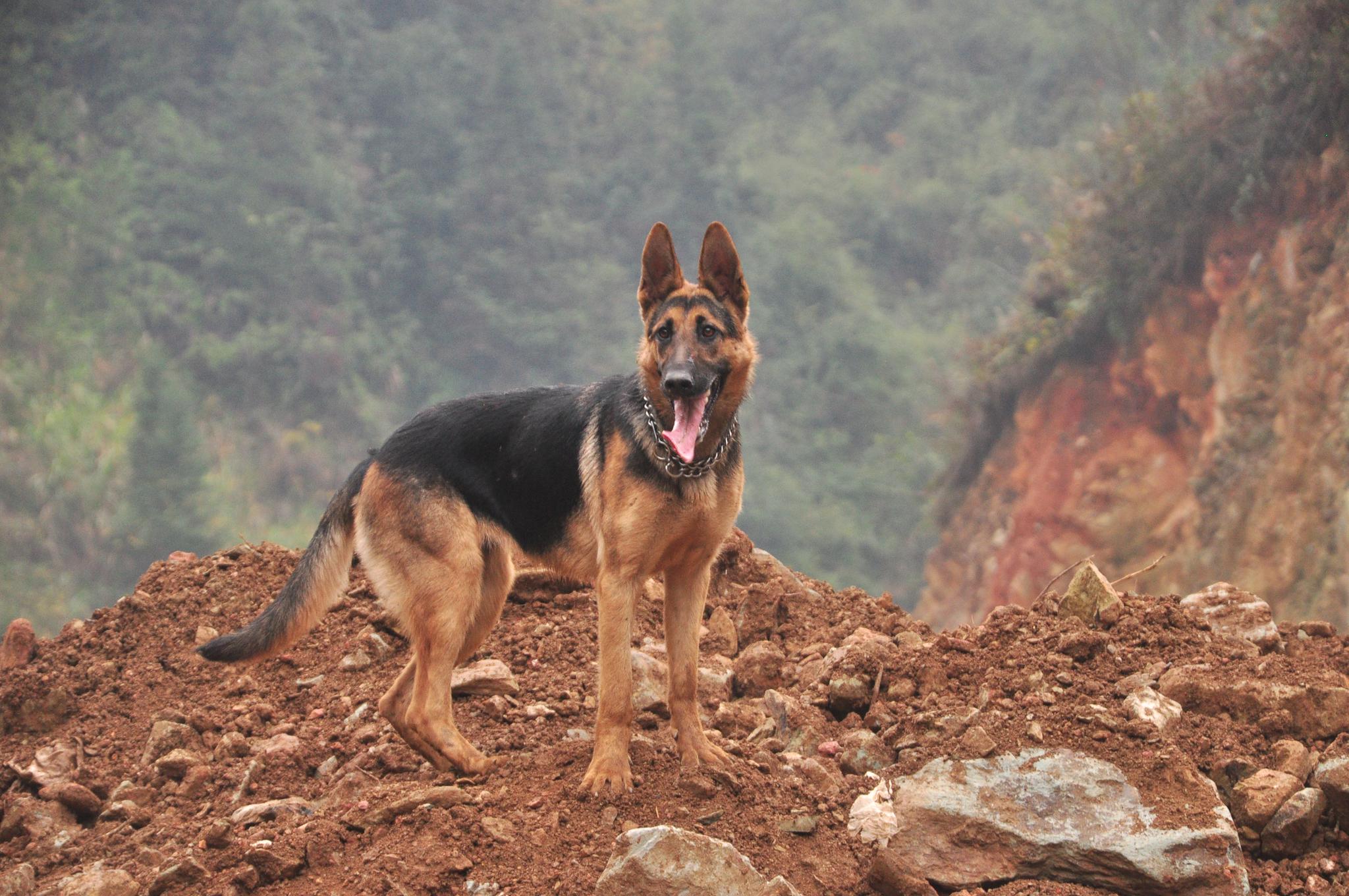 德牧和昆明犬天生就具备护卫搜索能力看狗主人的训狗练习吧