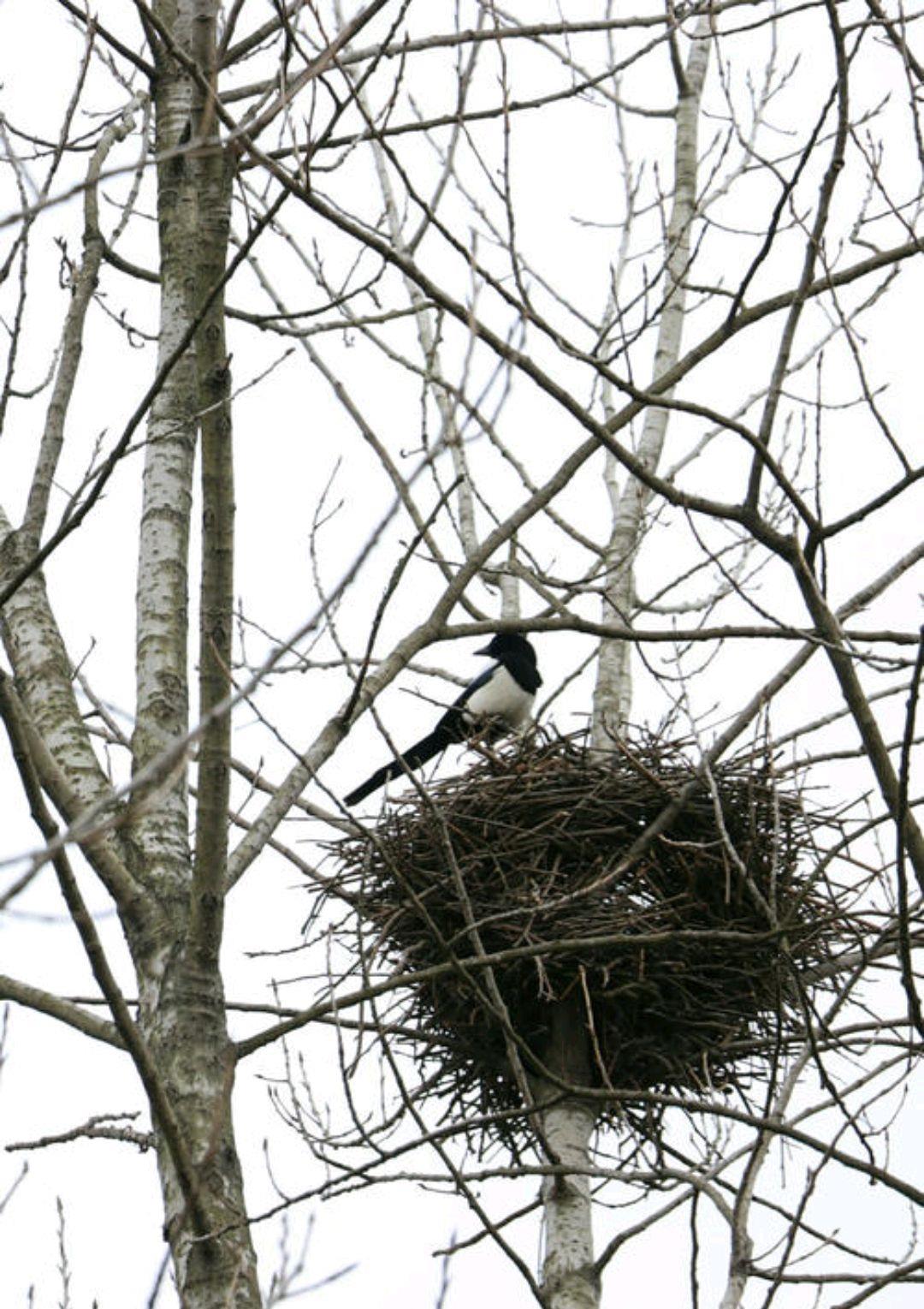 鸟巢与云(诗一首)