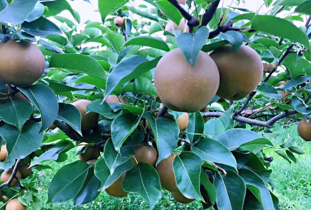 我"梨"不开你,炎炎夏日的诱惑,脆爽味甜的麻城黄花梨