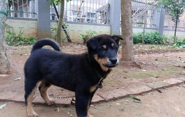 传说中的四眼狗, 中华田园犬, 看家护主的绝佳选择!|土狗|田园|犬种_新浪新闻