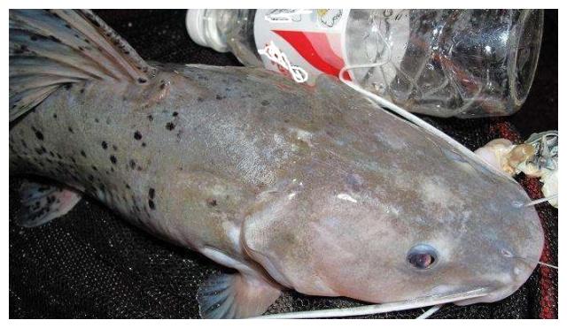 连钓三条"芝麻剑"鱼,看着像鲶鱼营养超甲鱼,这钓鱼运气真好!