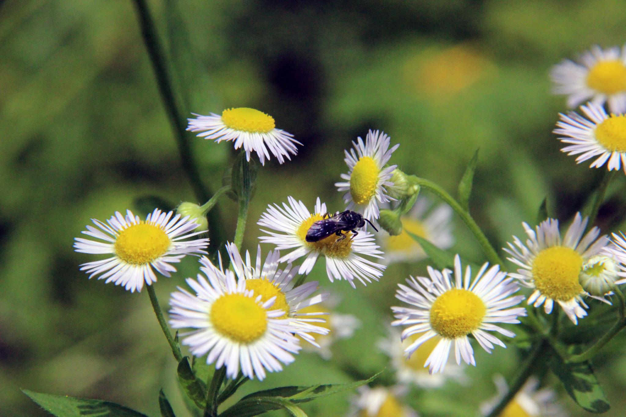 湖南衡阳:没想到这种路边常见的野花名叫姬女苑|齿龈炎|衡阳|黄白