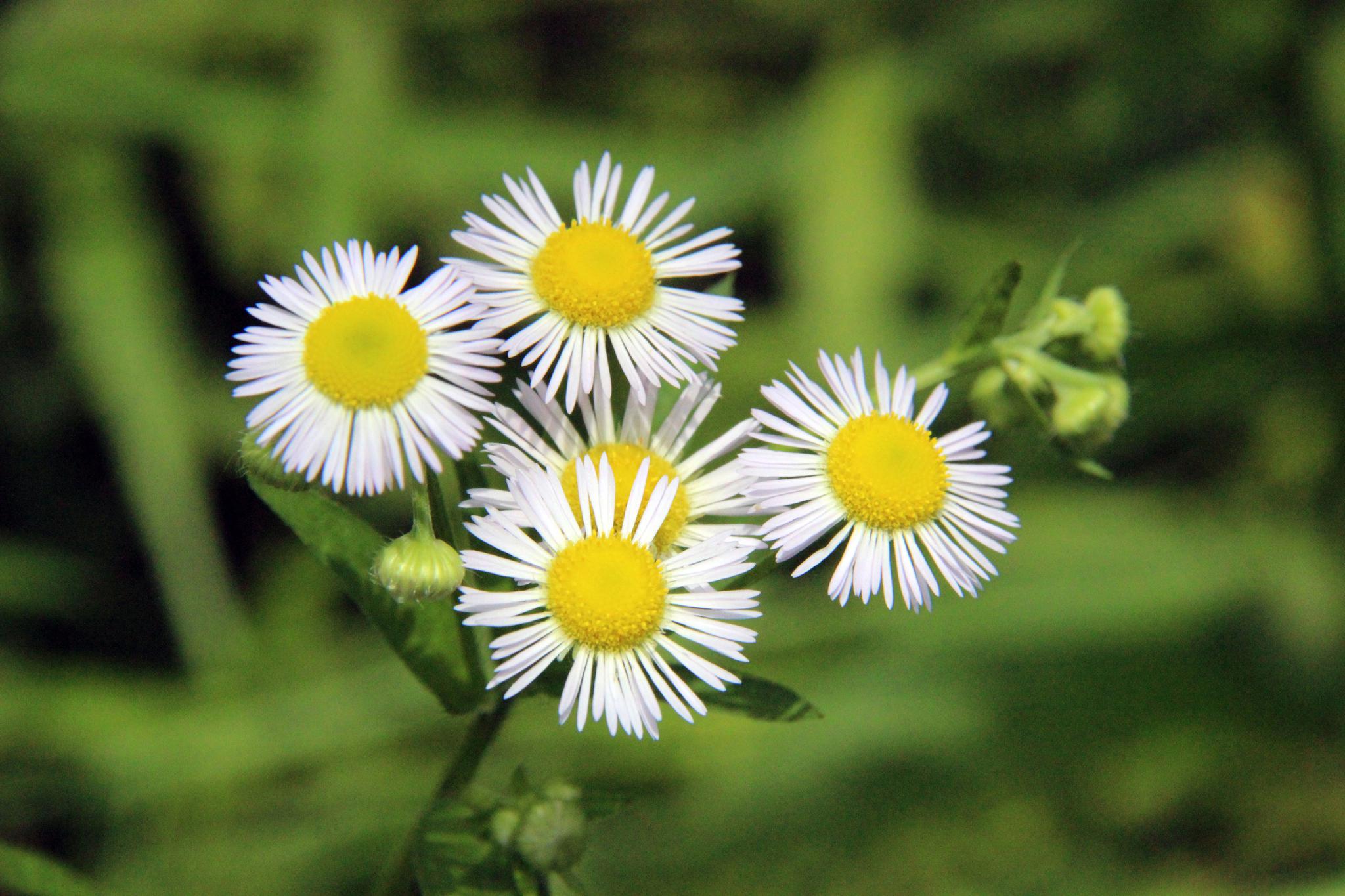 湖南衡阳:没想到这种路边常见的野花名叫姬女苑|齿龈炎|衡阳|黄白