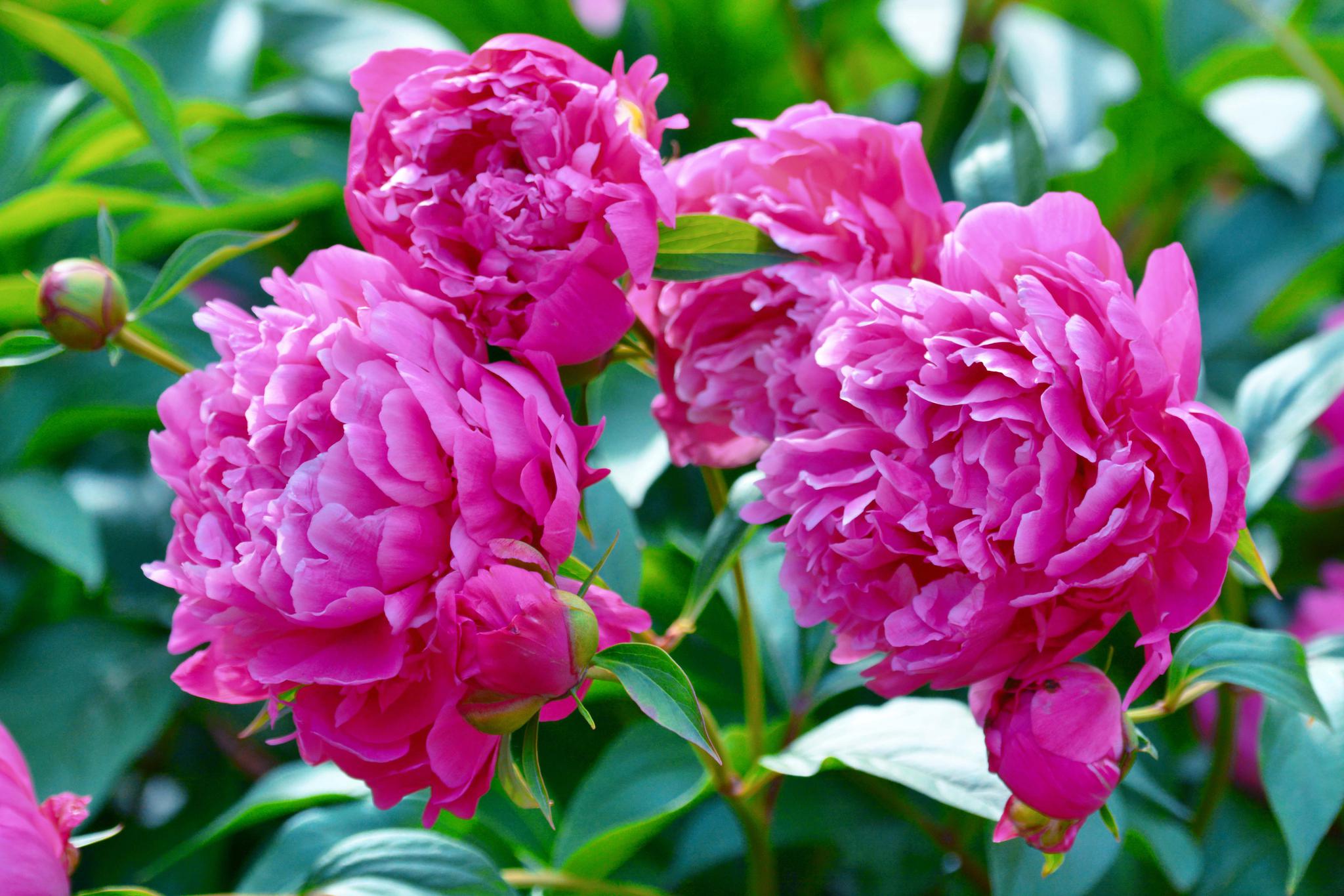 农民看世界[超话]#艳丽动人[心][给力]. 来自农民爱茶 - 微博