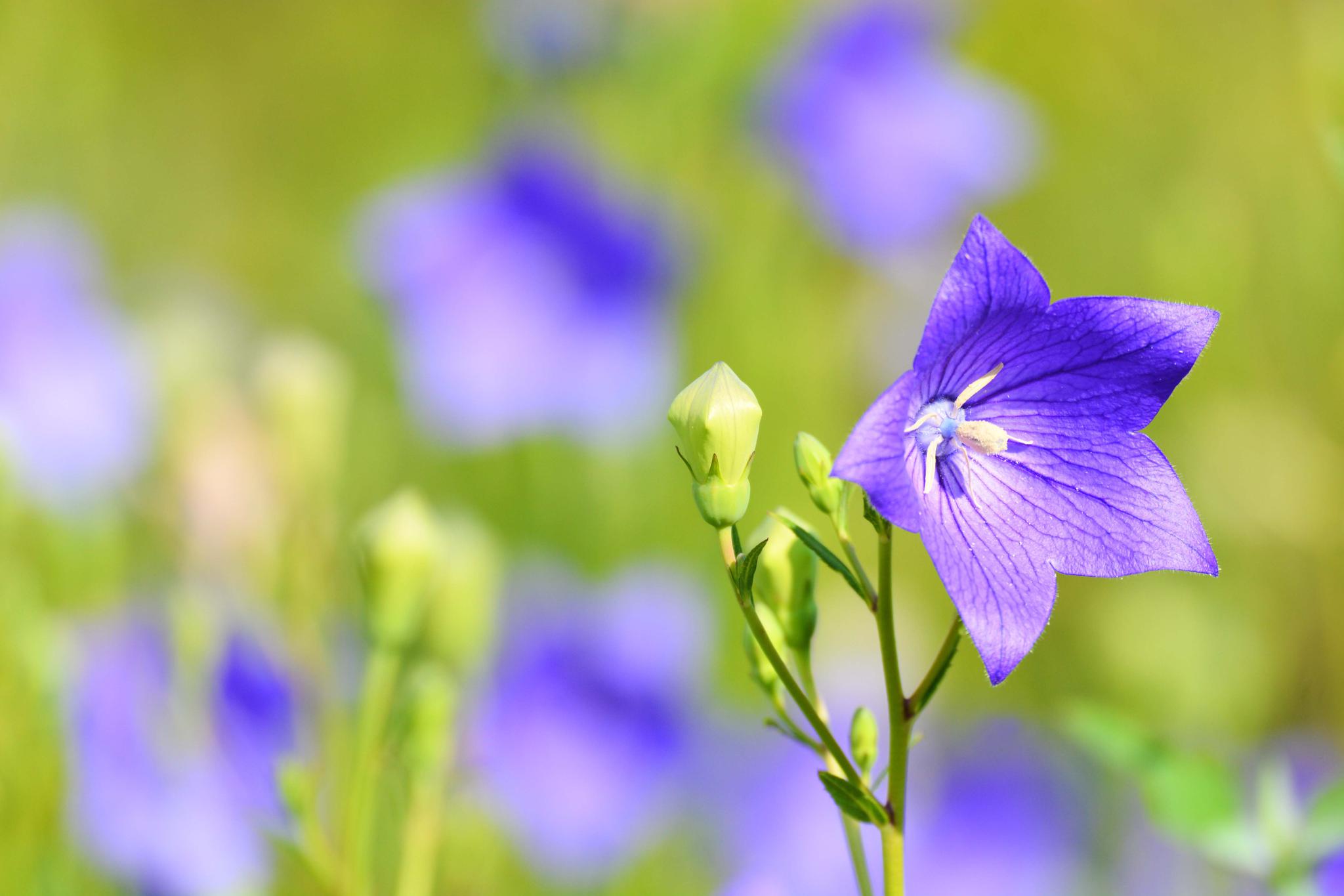 再来一组桔梗花原创摄影