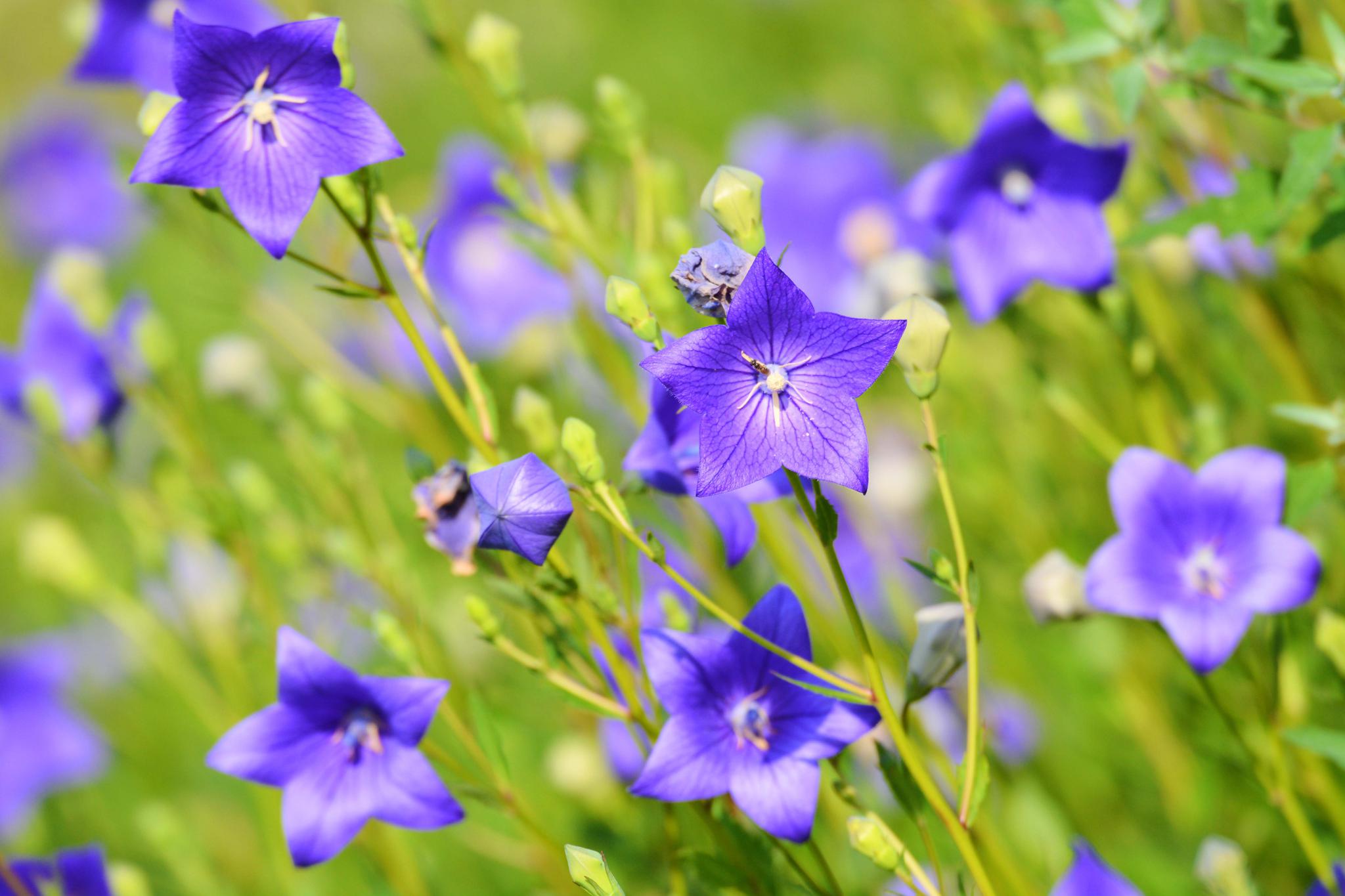 紫蓝色的梦紫蓝色的桔梗花原创摄影