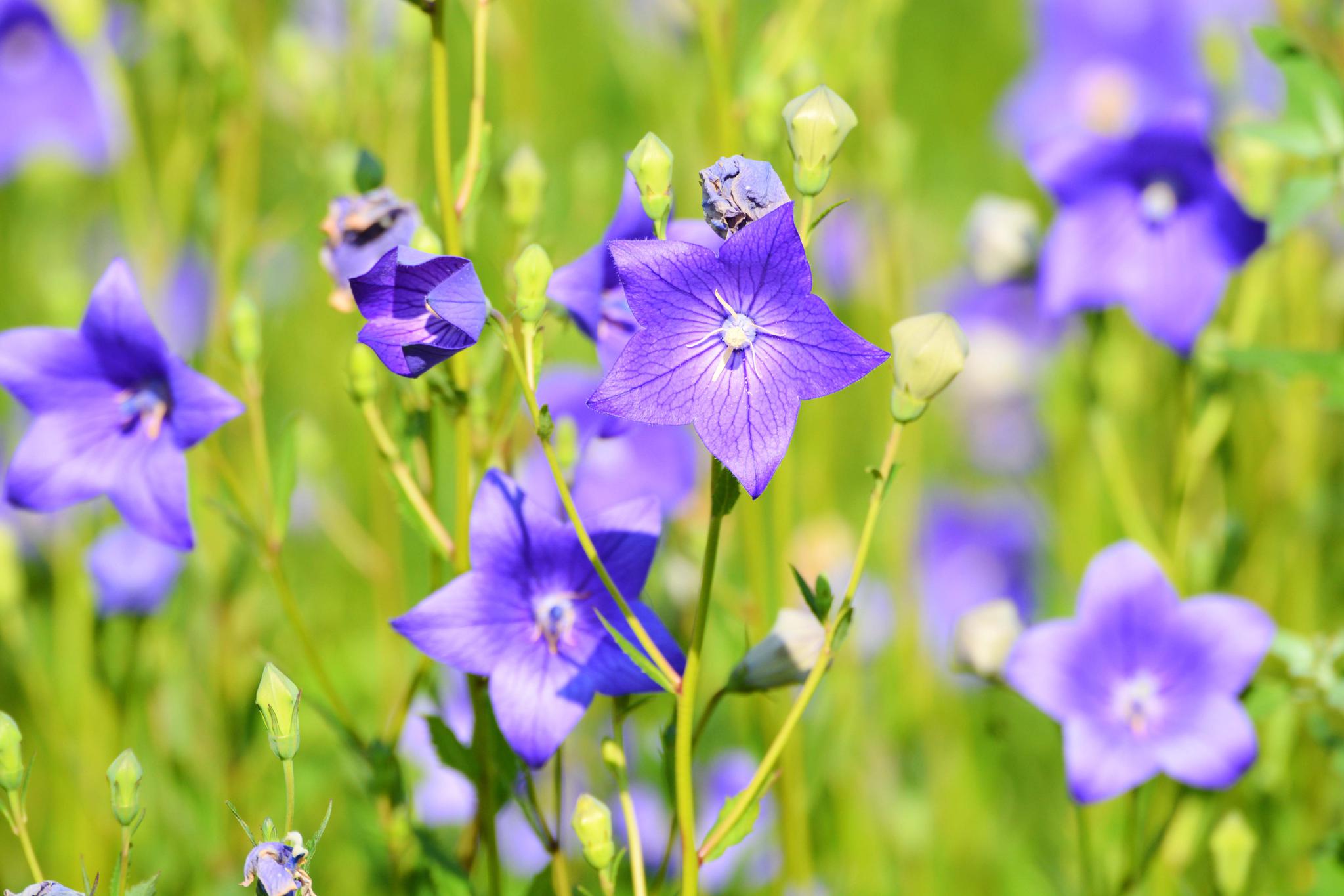 紫蓝色的梦紫蓝色的桔梗花原创摄影