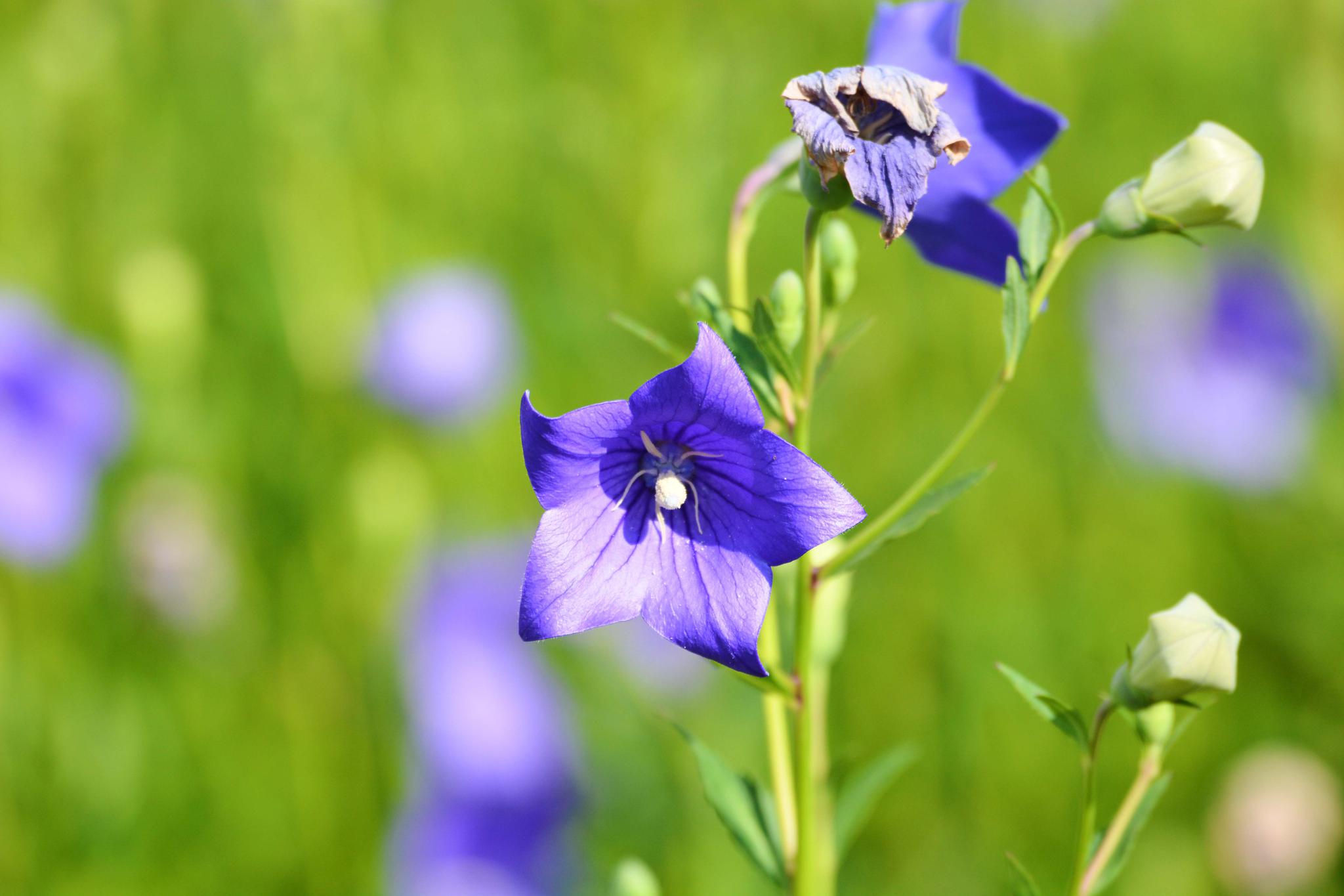 再来一组桔梗花原创摄影