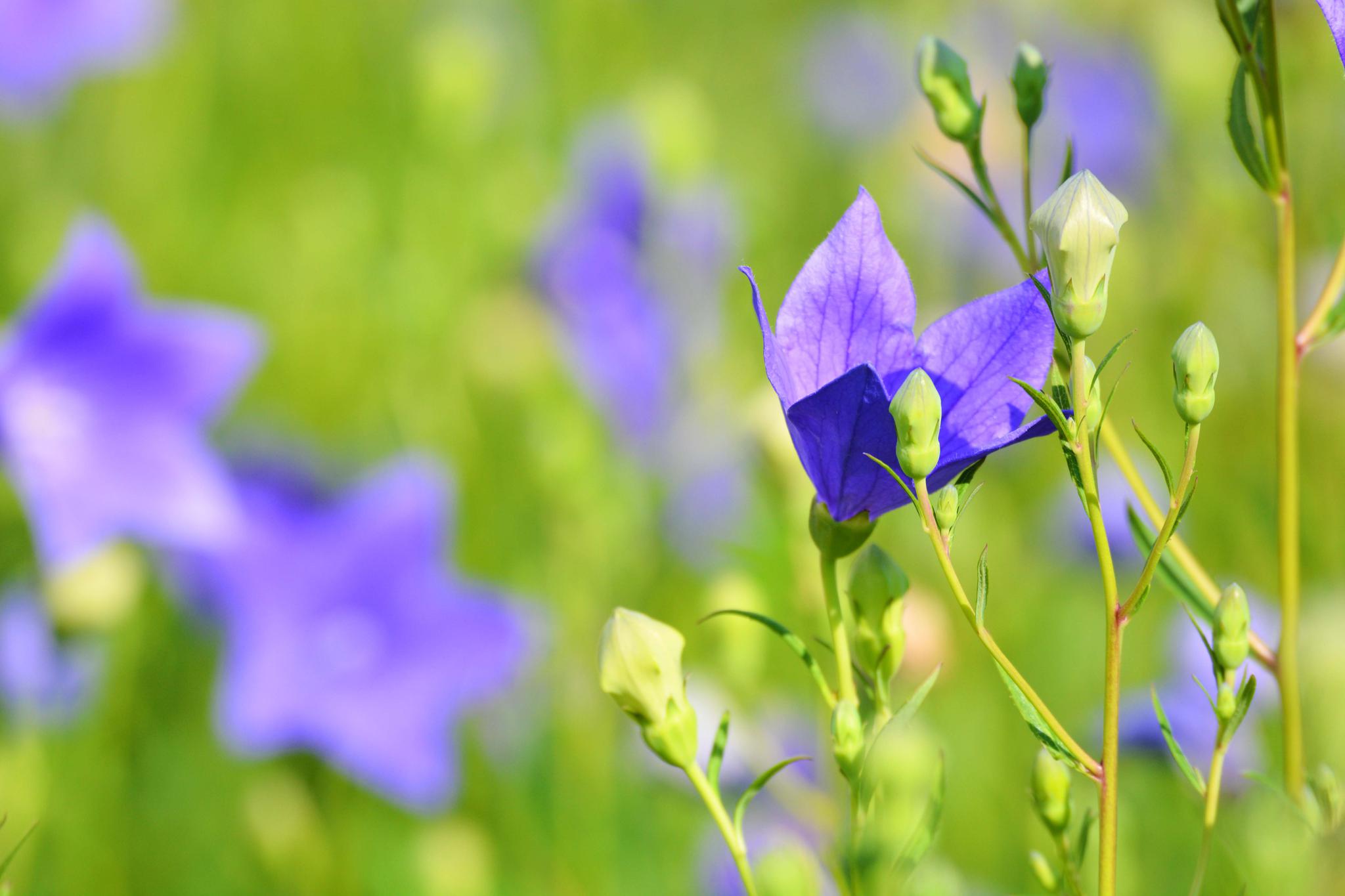 再来一组桔梗花,原创摄影