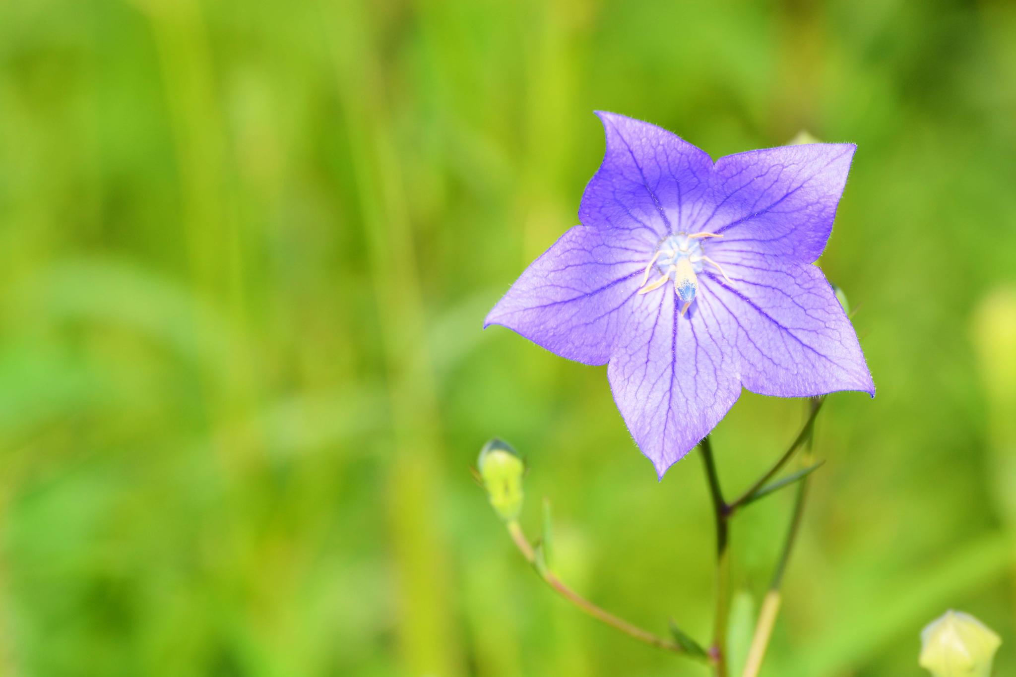 再来一组桔梗花原创摄影
