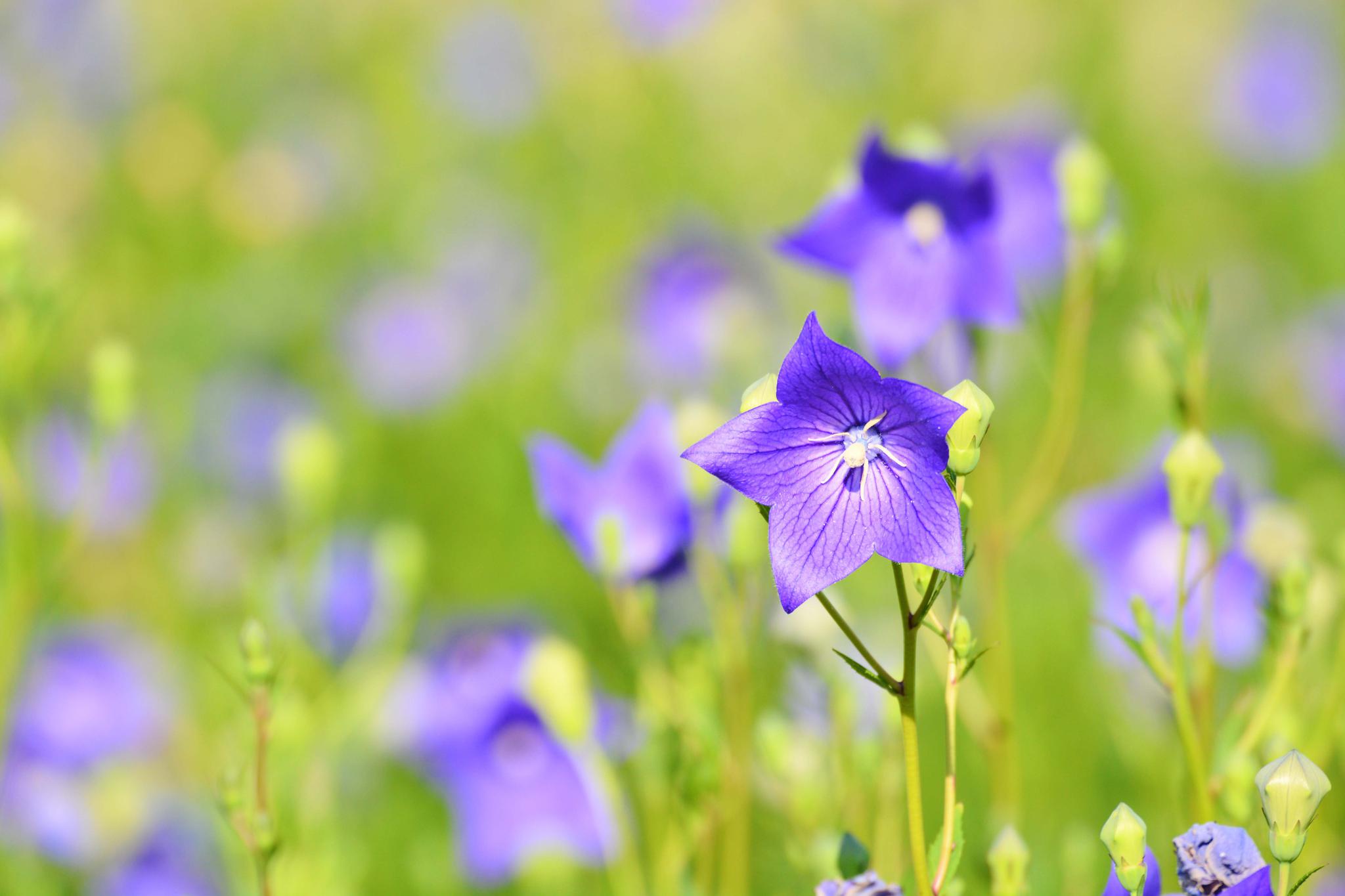 再来一组桔梗花原创摄影