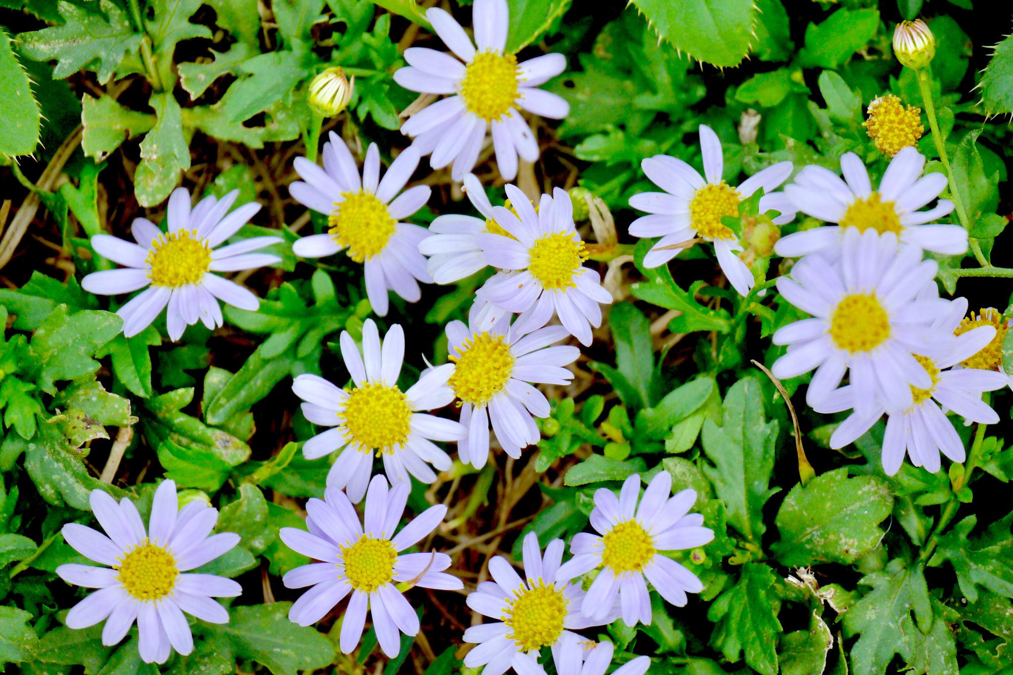 像雏菊的普陀狗娃花(野花)