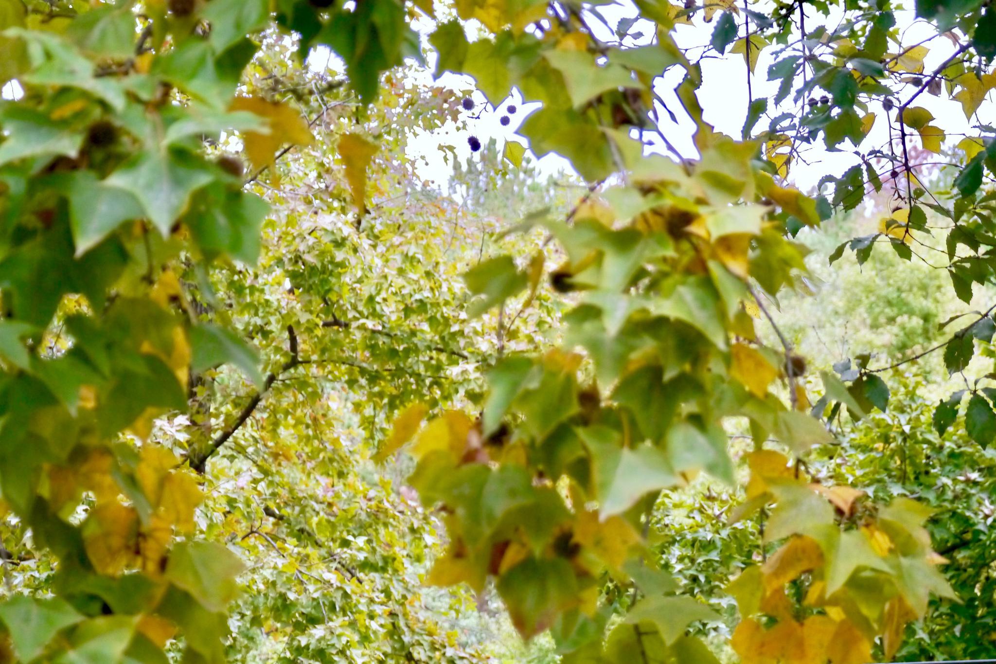 枫香(别名:枫香树,枫子树,香枫,白胶香,鸡枫树)