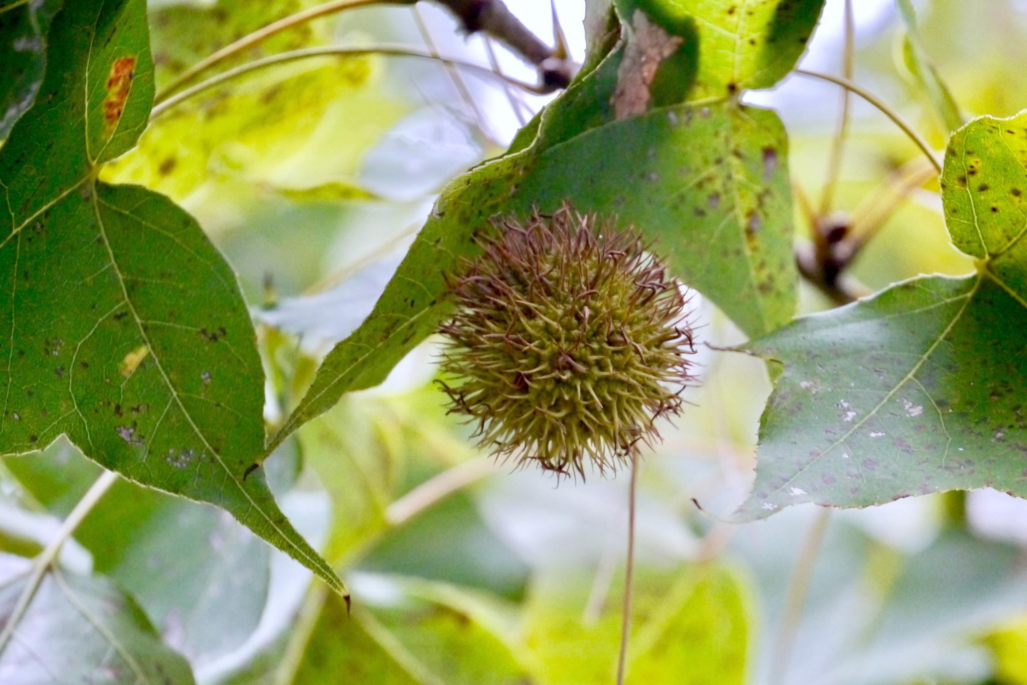 枫香(别名:枫香树,枫子树,香枫,白胶香,鸡枫树)