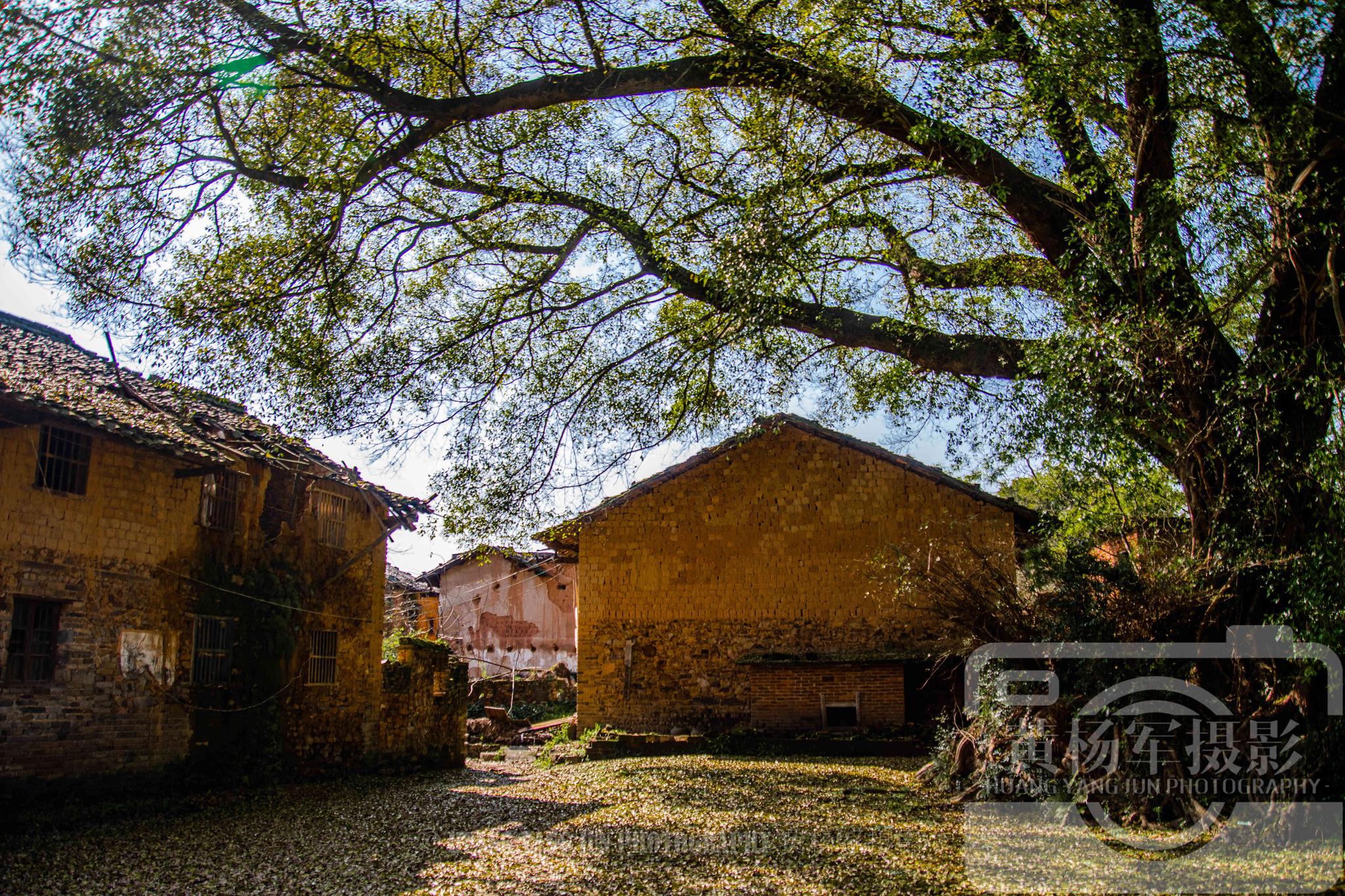 赣州于都县坝脑古村的古韵,古榕树下熟悉的老屋很亲切,看看咋样