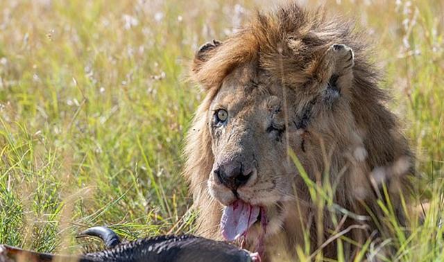 独眼雄狮称霸马赛马拉拥有狮子王同款刀疤入侵者纷纷避让