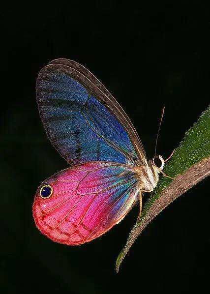 世界上最罕见的蝴蝶,传说其中一种蝴蝶甚至拥有穿梭阴阳的能力!