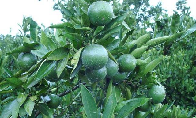 柑橘又青又酸咋办?别等到快成熟了才甜!