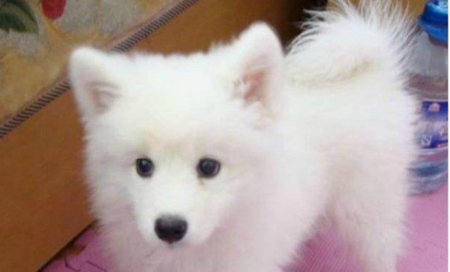 日本尖嘴犬好养吗