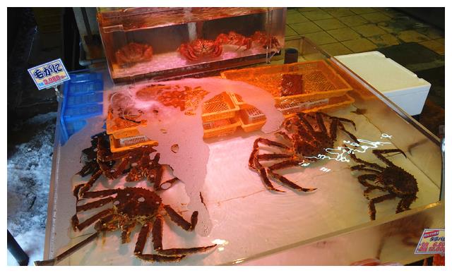 日本北海道看雪04 食材贼新鲜的函馆海鲜市场,昭和新山喂大狗熊