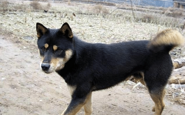 传说中的四眼狗, 中华田园犬, 看家护主的绝佳选择!|土狗|田园|犬种_新浪新闻