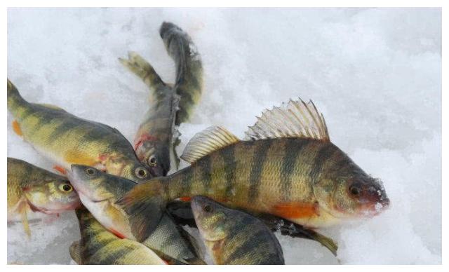 冰钓鱼种"五道黑"因身上有5或7条黑色条纹而得名