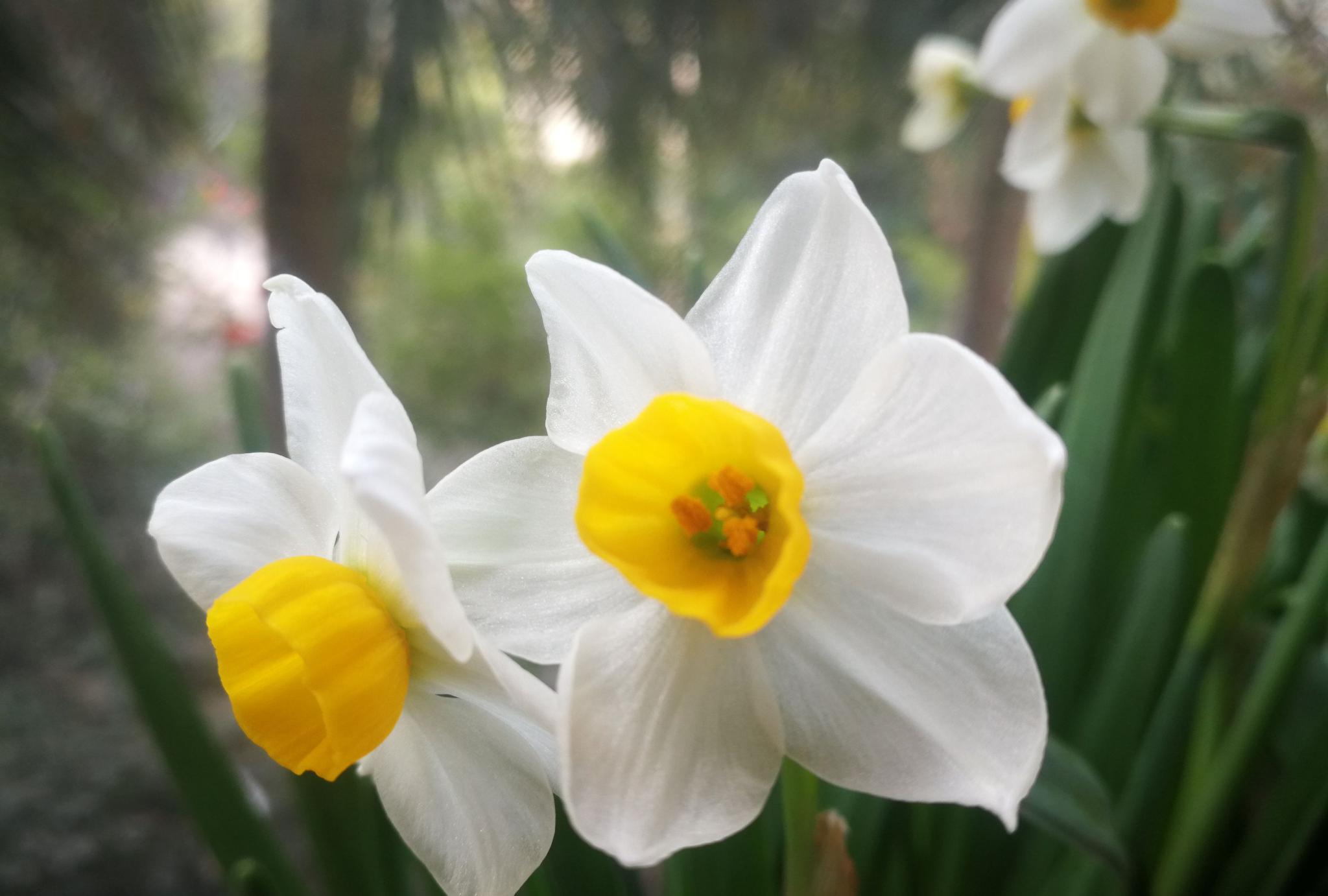 我家的这盆水仙花比19春晚桌上摆放的漂亮多了