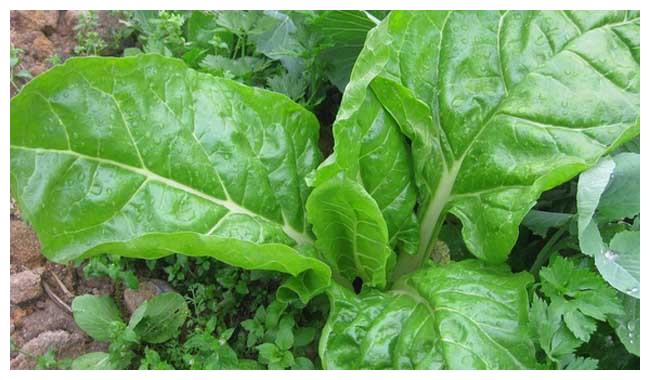 它便是"猪婆菜",属于南方的一种蔬菜,别名君达菜,厚皮菜等,潮汕人常称