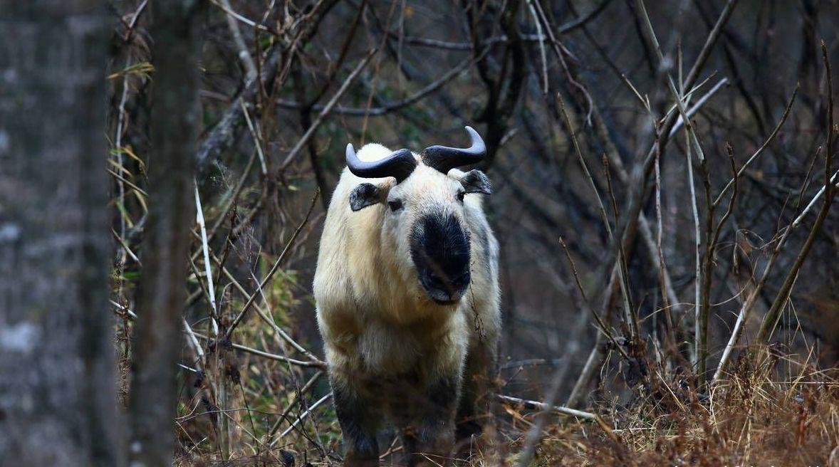 高黎贡山现一羚牛,头如马角如鹿,会啃石头,出现敌情凶猛前冲!