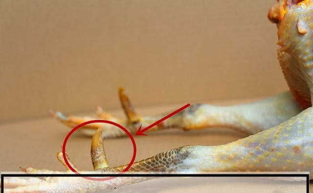 猪肉涨价5款炒鸡做法学起来从选鸡到配料全拿走年夜饭必备