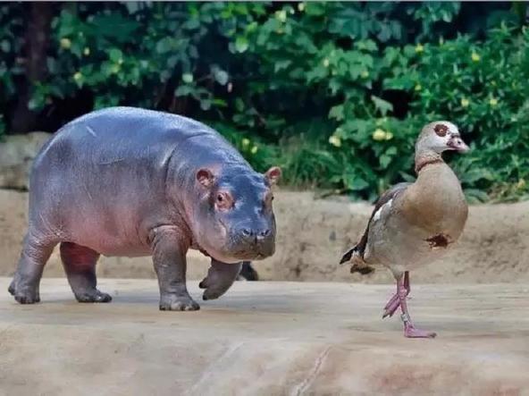 动物园偶遇倭河马,体型比普通河马小10倍,还自带出生的秘密!