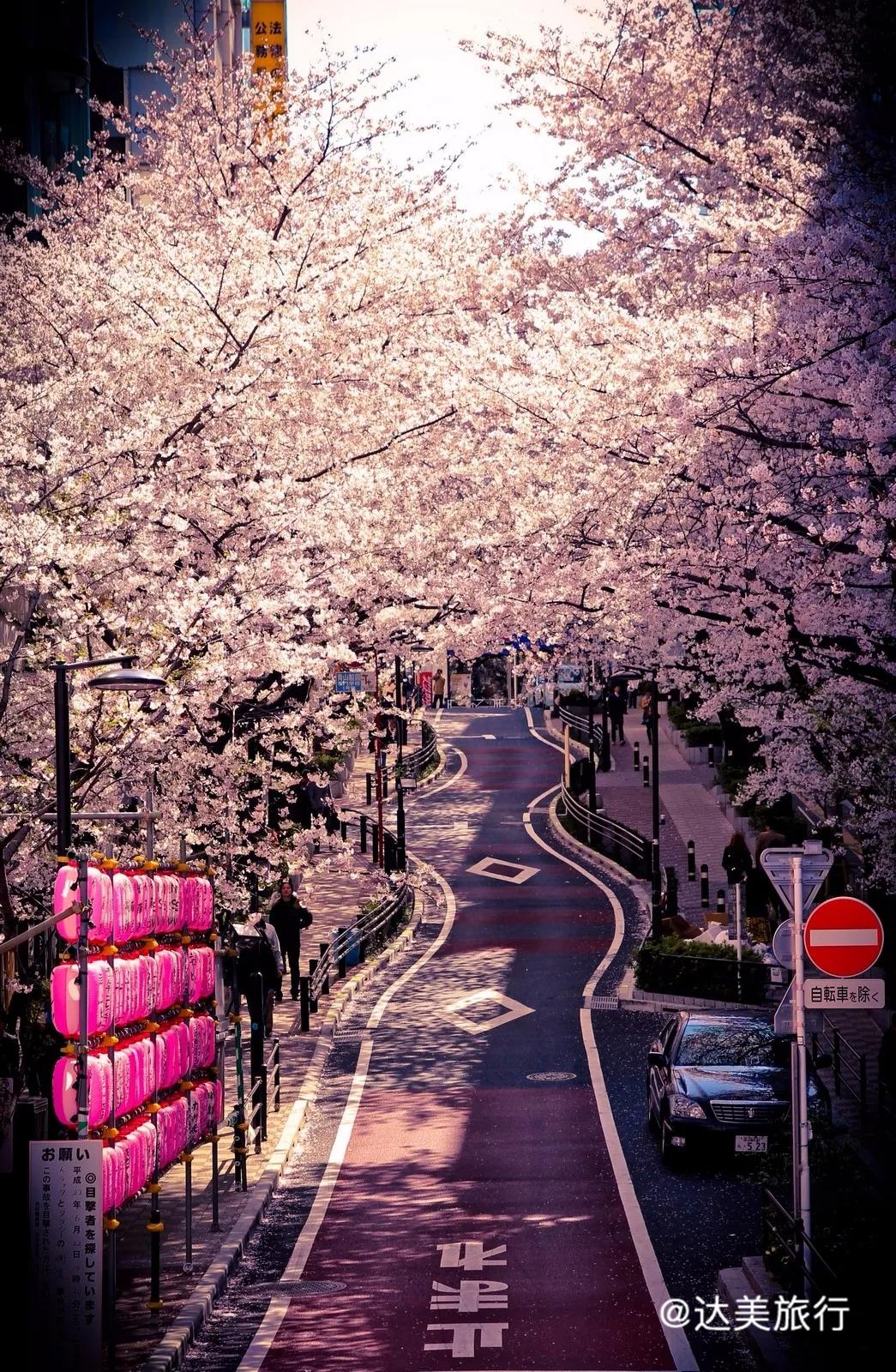 上野公园|吉野|樱花_新浪新闻