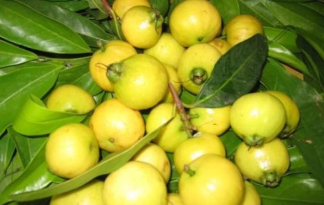 水蒲桃果是天然的解热剂,带有独特的香味,曾是农村