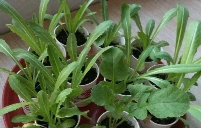 用过的一次性纸杯千万别扔,拿来种菜,小苗长的贼快!