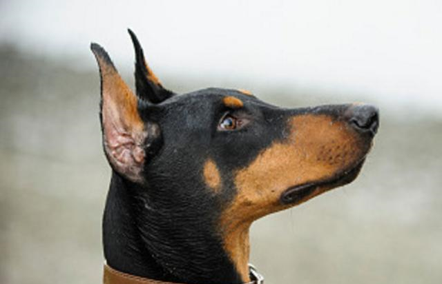 头部肌肉很发达的杜宾犬,四肢有力,喜欢撕咬