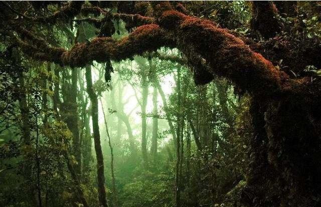 刘桂英诉说野人山:进去了就出不来,里面的东西非常可怕!