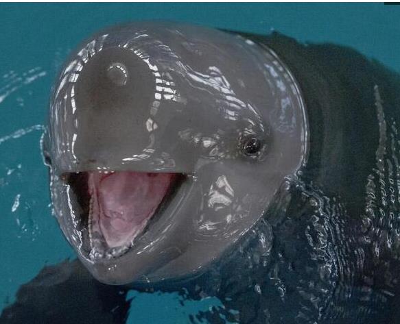 哭泣的江豚,长江中仅剩鲸豚类动物仅剩1012头,难于住其笑容