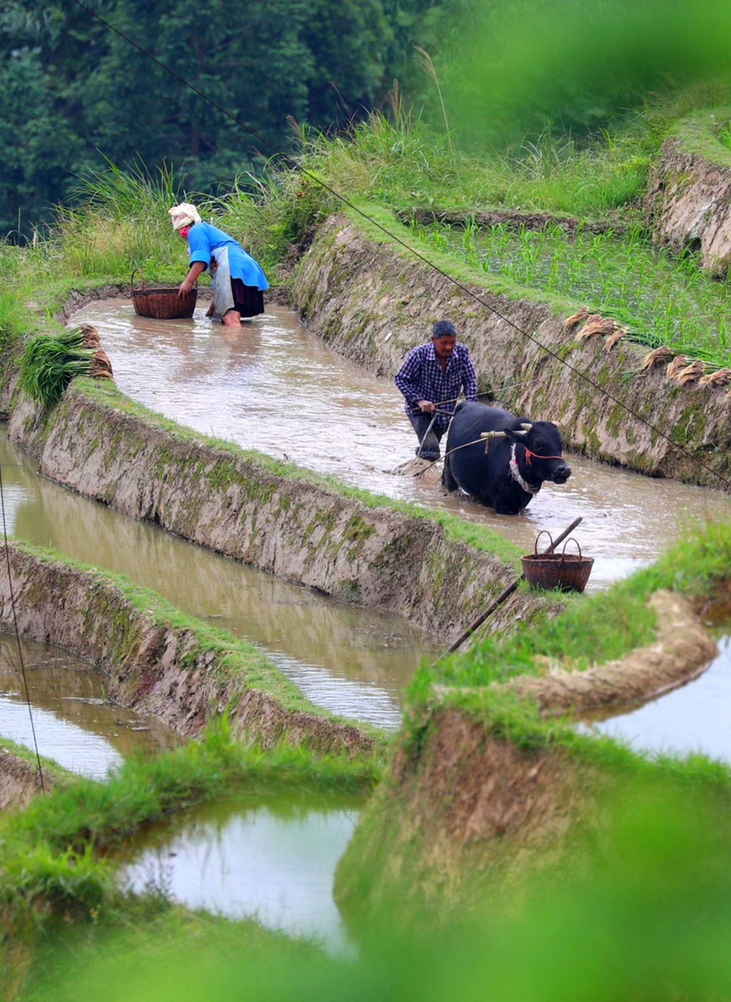 人间仙境:原始农耕的云上梯田,宛如上帝打翻的调色板|梯田|调色板|人
