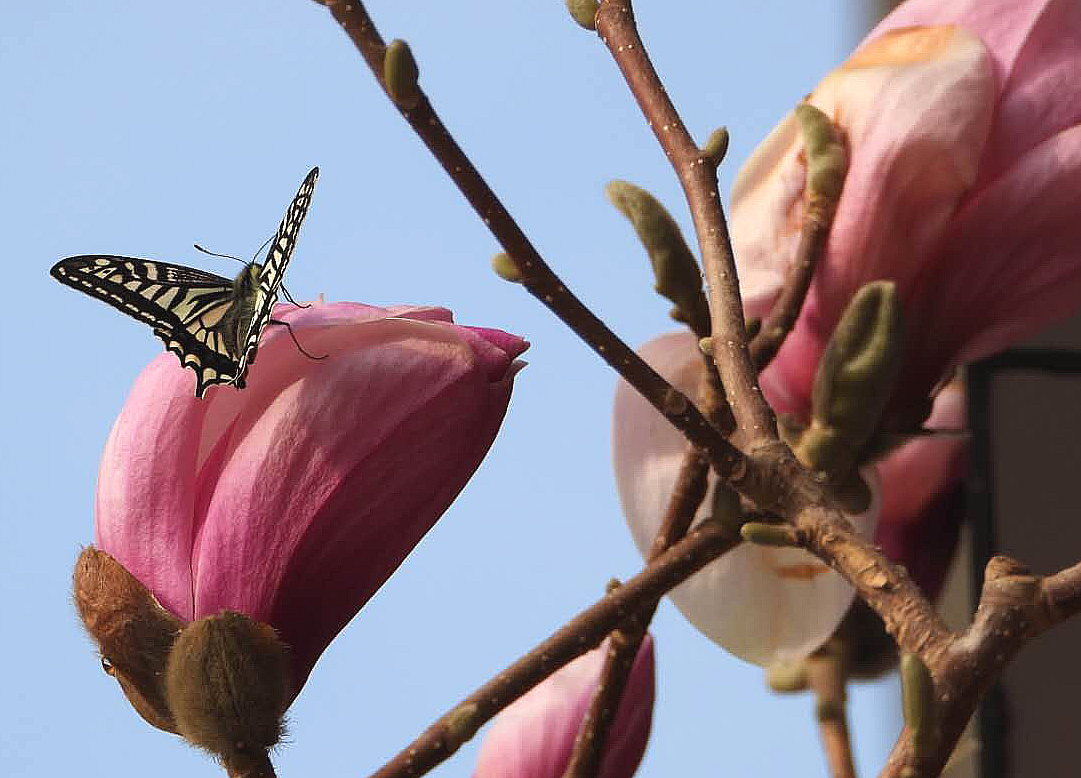 蝴蝶戏玉兰可遇不可求:一分钟的童话眨眼儿就消失