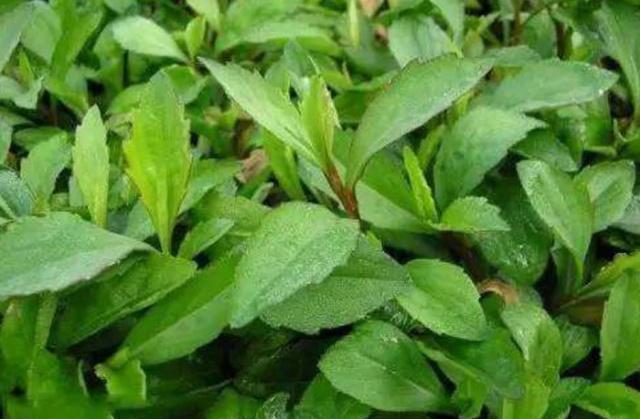 马兰头|野菜|农村_新浪网