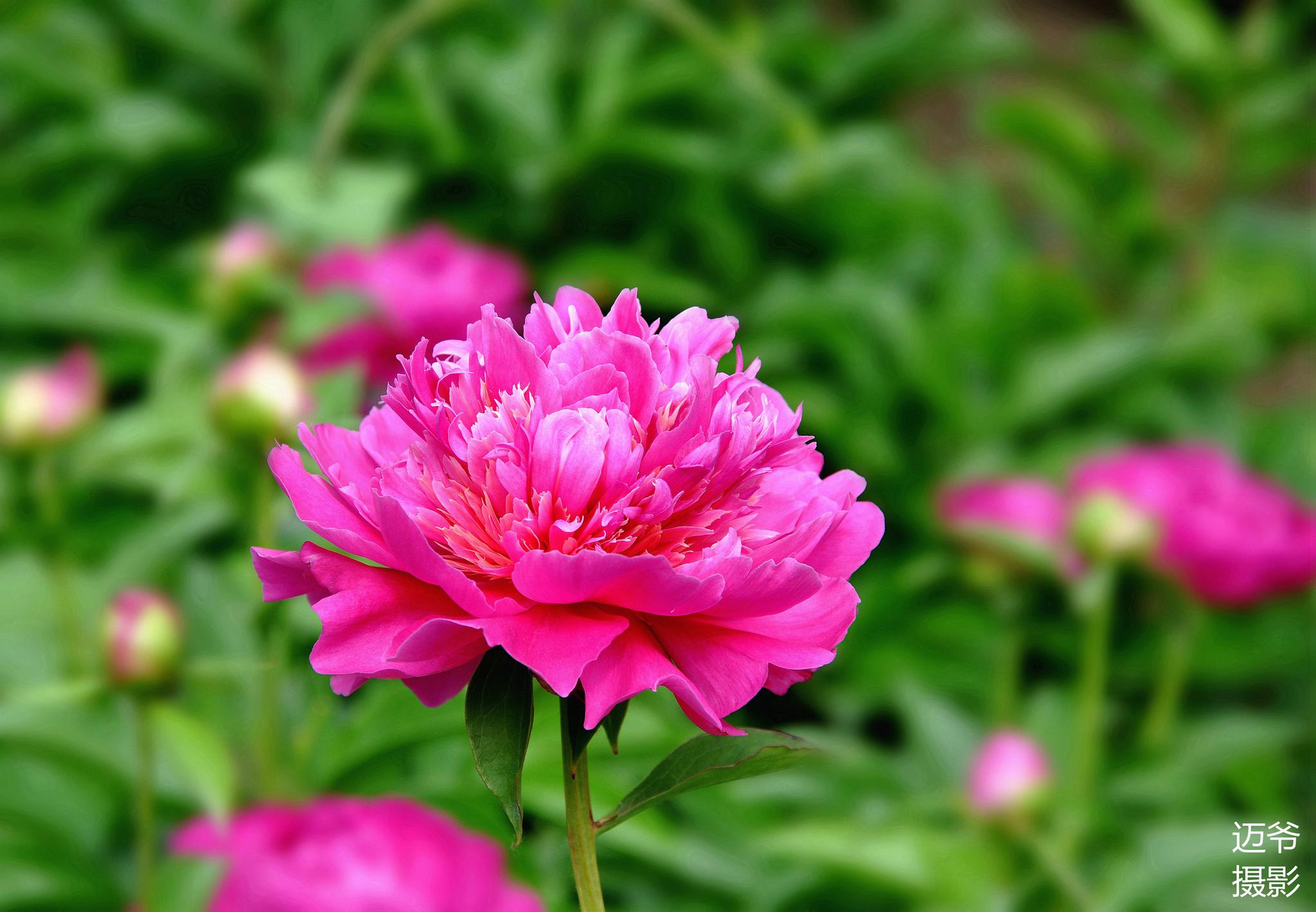 盛开的芍药花(二)【原创摄影】_高清图集_新浪网