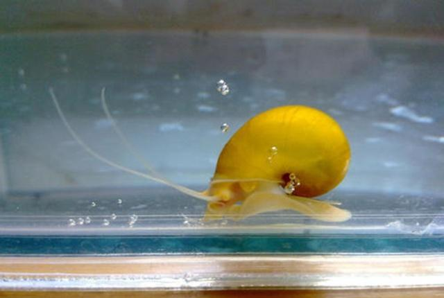 水族箱里饲养这种螺,堪称清缸小能手,值得一看!