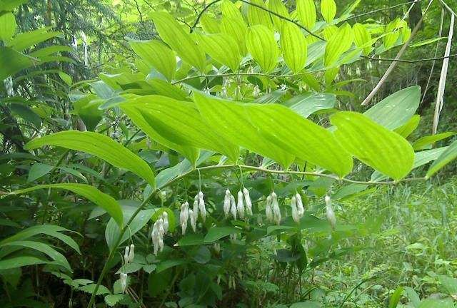 玉竹的花语“打起精神来”,你了解多少?
