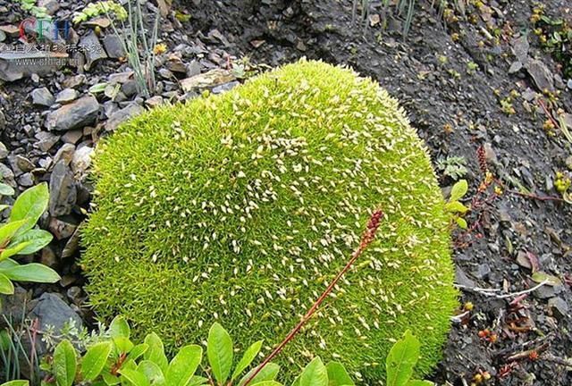 经常被认成苔藓,其实这是有钱也买不到的"雪灵芝"!